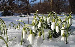 white petaled flowers surrounded by snow HD wallpaper