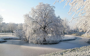 white trees covered with snow under blue sky