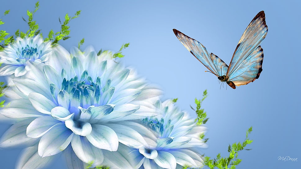 closeup photography of butterfly near blue and white petaled flower HD wallpaper