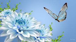 closeup photography of butterfly near blue and white petaled flower
