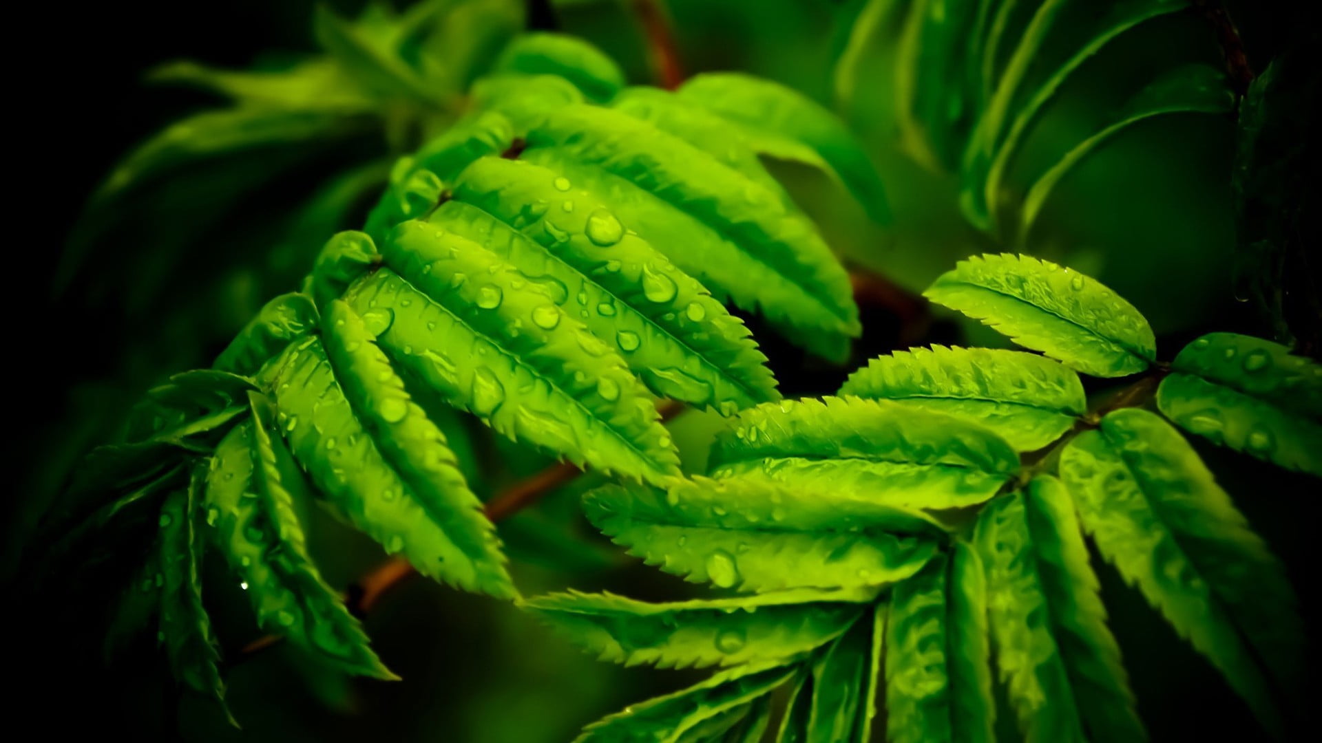 green and yellow leaf plant, folhas, plants