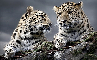 two leopard, animals, leopard (animal) HD wallpaper