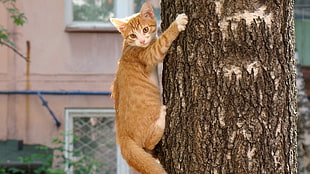 orange tabby cat climbing on tree