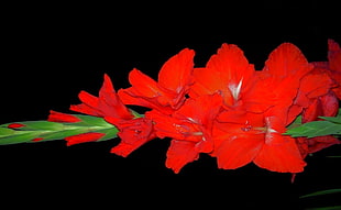red flowers HD wallpaper