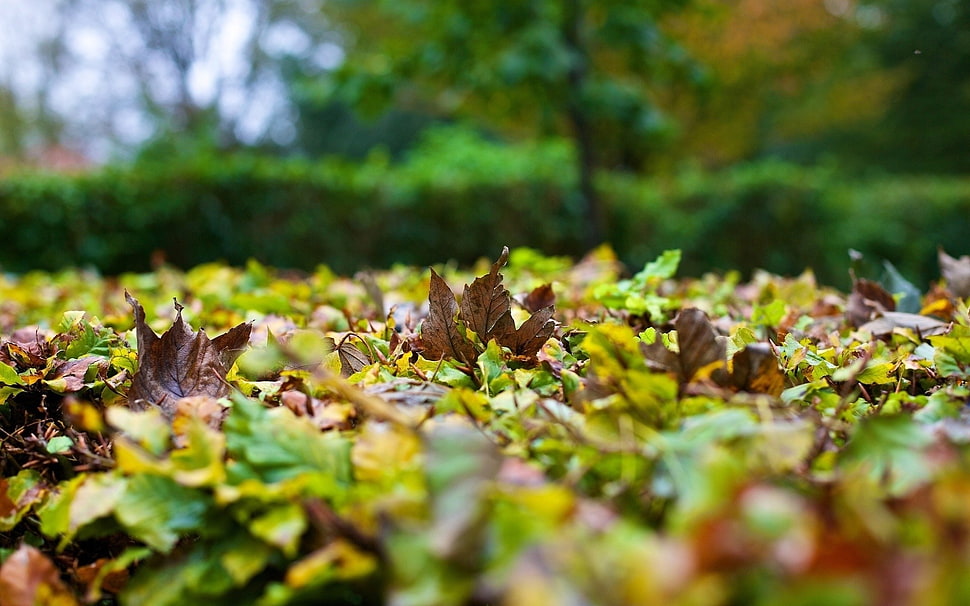 low-angle photo of green and brown fallen leaves during day HD wallpaper