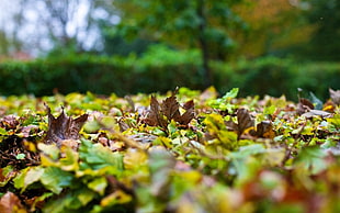 low-angle photo of green and brown fallen leaves during day