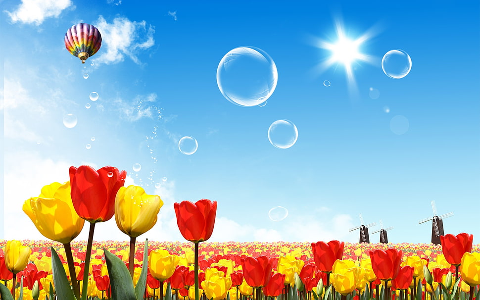 red and yellow tulips HD wallpaper