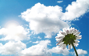 worm's eye photography of white petaled flower during daytime HD wallpaper