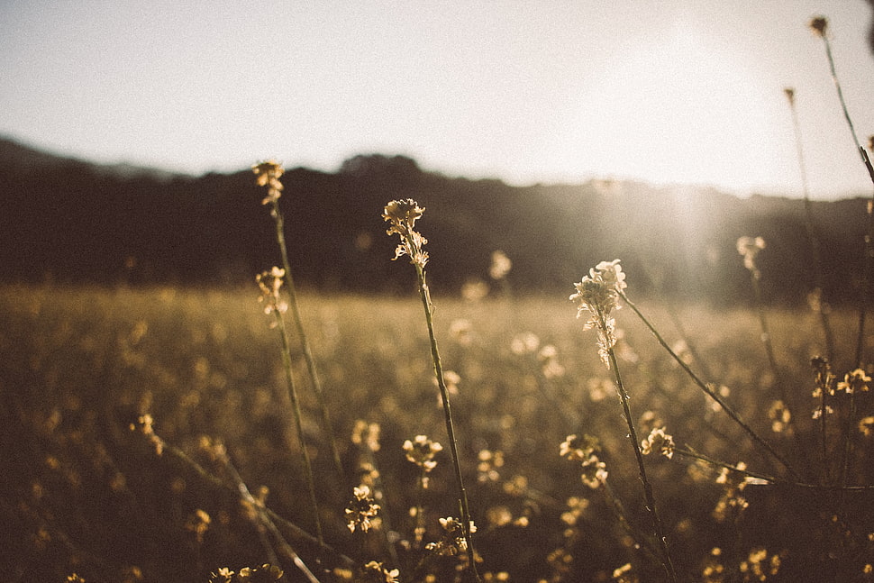 white petaled flower field during daytime HD wallpaper