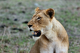 wildlife photography of lioness