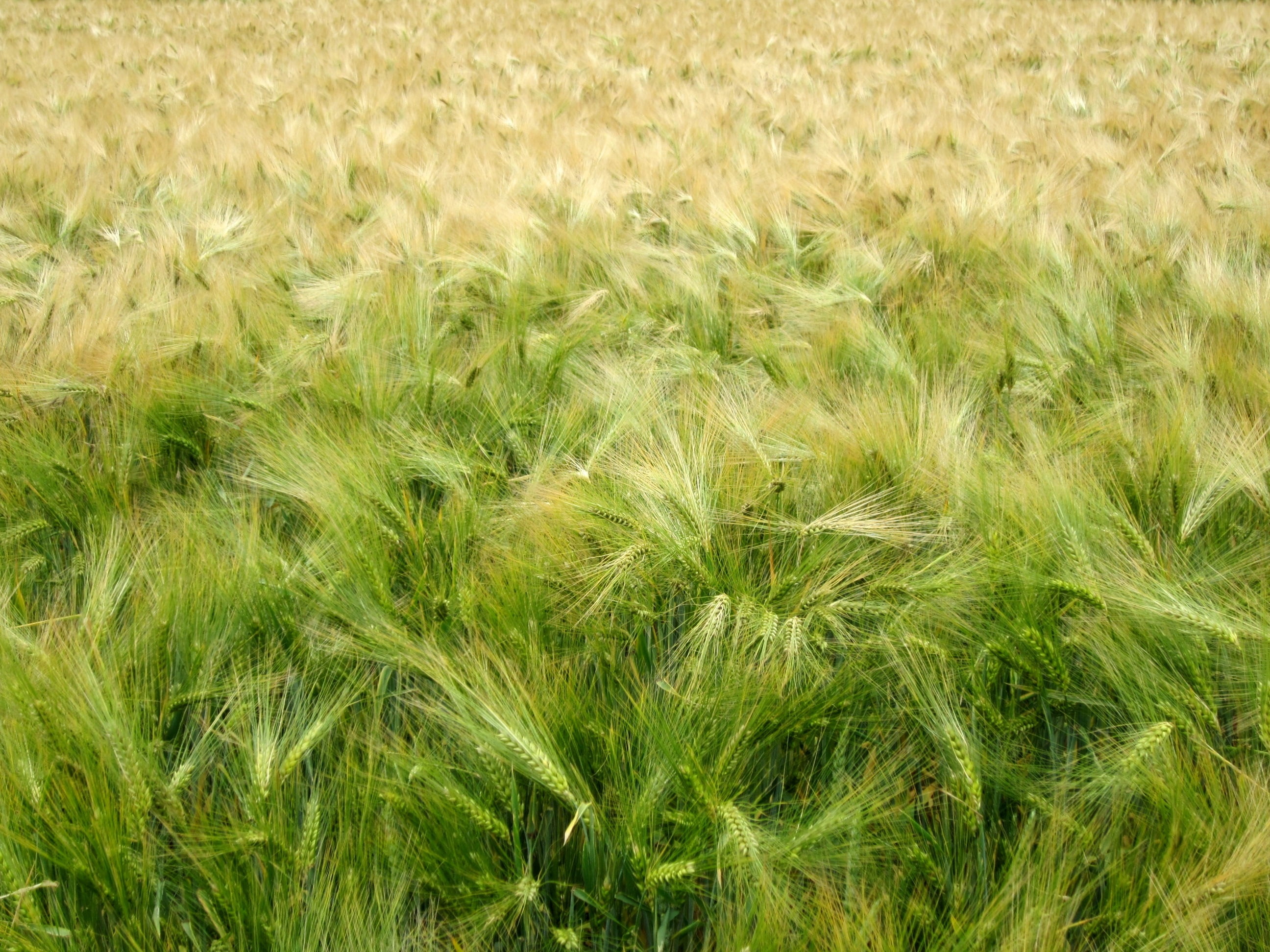 Зеленое жито. Поле овса. Ячмень для газона. Рожь газон. Газон из пшеницы.