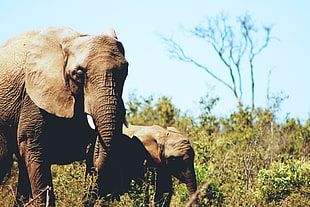 selective focus photography of two grey elephants surrounded with green trees during daytime