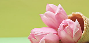 pink rose bud macro photography HD wallpaper