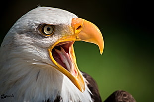 close up photo of bald eagle