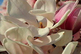 white petaled flower, Magnolia, Flowers, Petals
