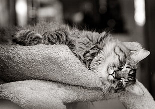 grayscale photograph of cat lying on carpet