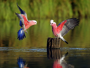 two red-black-and-blue birds perching on tree bark in calm body of water