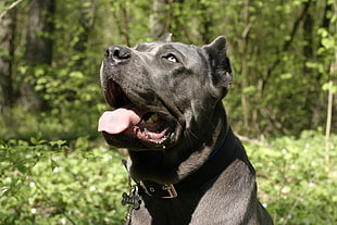 black pit bull terrier looking up behind forest