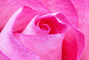 pink rose macro shot photography HD wallpaper