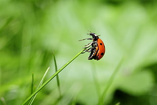 closeup photo of brown and black lady bug