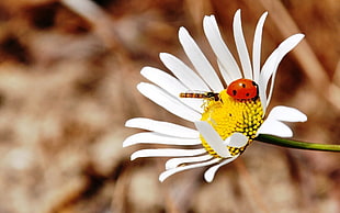 Ladybug and Hoverfly perched on white Daisy flower in closeup photography