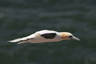 Northern Gannet flying during daytime HD wallpaper