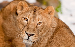 wildlife photography of brown lioness