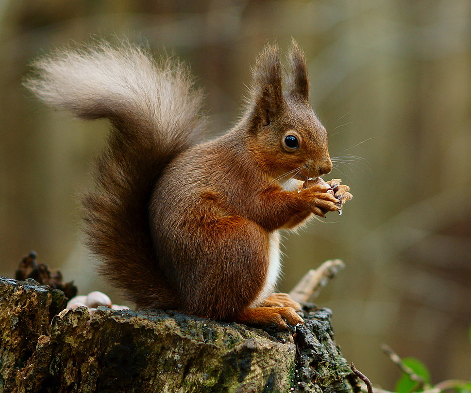 squirrel eating nut HD wallpaper