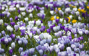 photo of white-and-purple Tulips