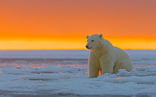 Polar bear on ice during golden hour