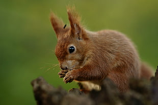 close up photography of squirrels