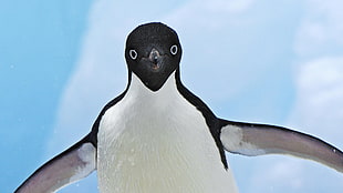 closeup photography of white and black penguin