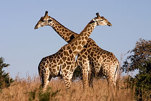 two adult giraffes grazing