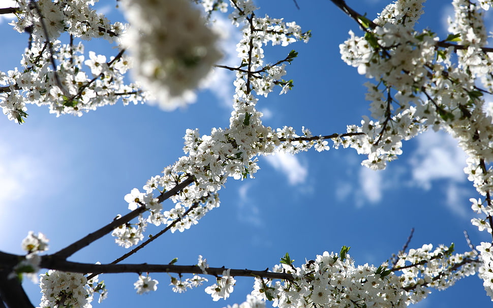 white petal flower HD wallpaper