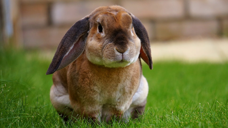 Beige Rabbit Resting on Green Grasses during Daytime HD wallpaper