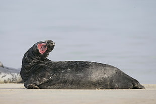 black seal near sea at daytime HD wallpaper
