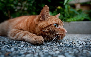 orange tabby cat resting on ground