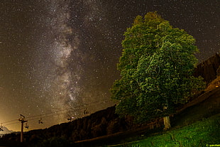 green tree standing on lawn under starry sky
