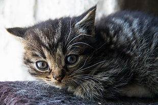 photography of brown Tabby kitten HD wallpaper
