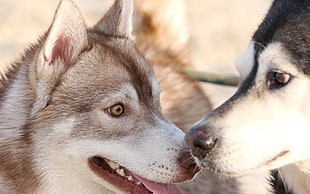 close-up photo of two Siberian Huskies