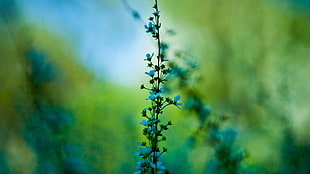 shallow focus photography of plant HD wallpaper