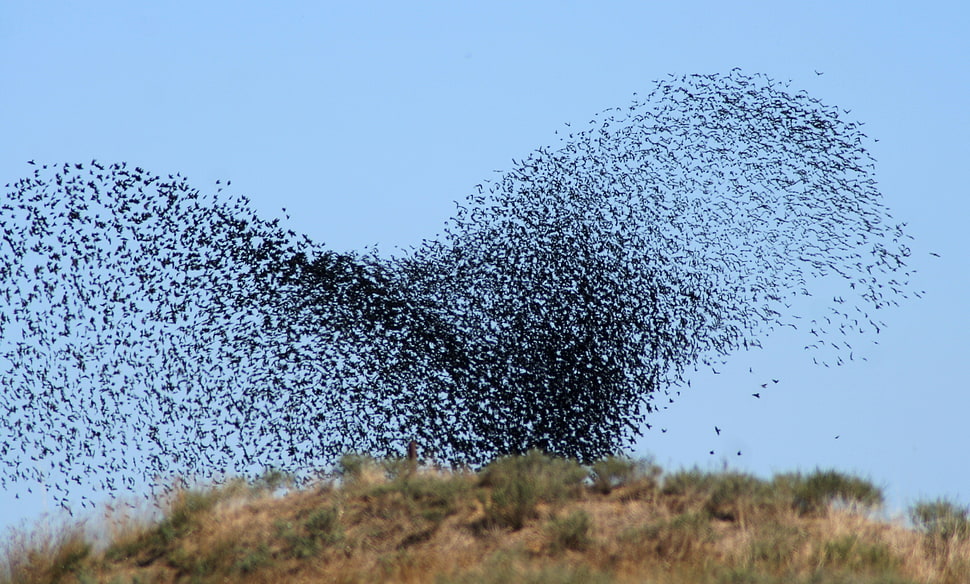flock of birds HD wallpaper