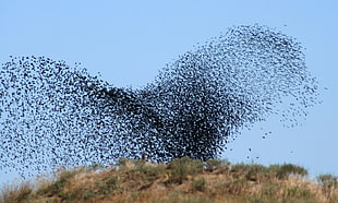 flock of birds HD wallpaper