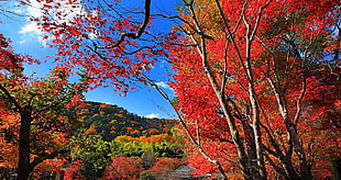 red leaves trees, maple leaves, fall, trees, hills HD wallpaper