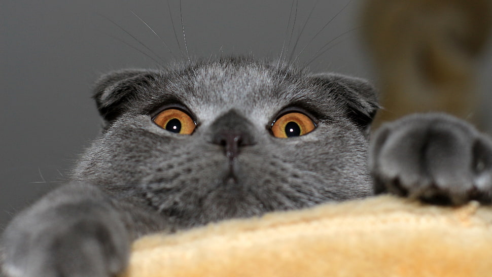 gray cat, cat, animals HD wallpaper