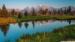 landscape photography of lake and pine trees