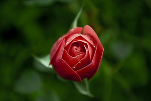 shallow focus photography of red rose