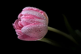still life photography of pink tulip with dew