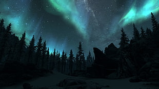 silhouette of pine trees with northern lights