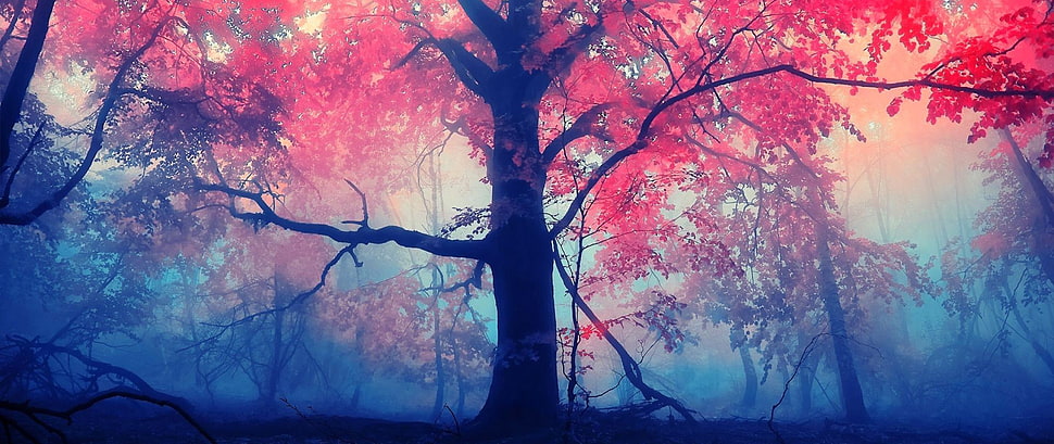 red trees, ultra-wide, photography, nature HD wallpaper